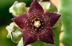 Caralluma Fimbriata