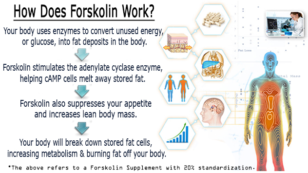How does forskolin work